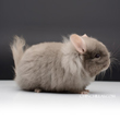 royal persian angora chinchilla lion mane photos photographs pictures images
